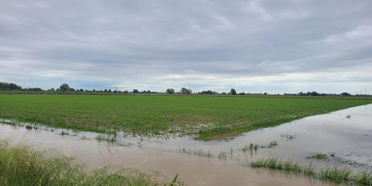 «Alluvione, colpito pesantemente anche il settore sementiero»